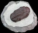 Red Barrandeops Trilobite - Hmar Laghdad, Morocco #39843-3